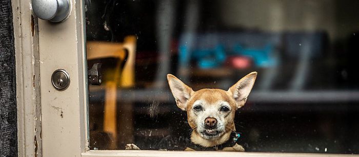 8 Reasons Vet Techs Leave Your Practice for Another