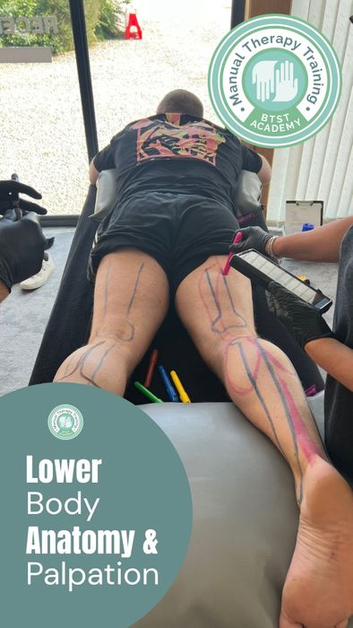 Upper & Lower Body Anatomy Courses