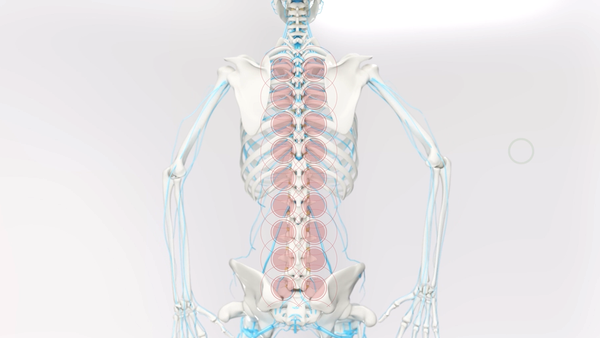 Spinefitter by Sissel