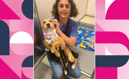 Getting to Know PAWS Chicago: Q&A with Jill Sair