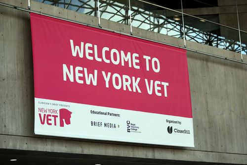 Sophomore year of New York Vet exceeds expectations