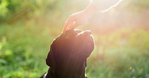 Dr. Brady Beale and the Tale of Blind Tails