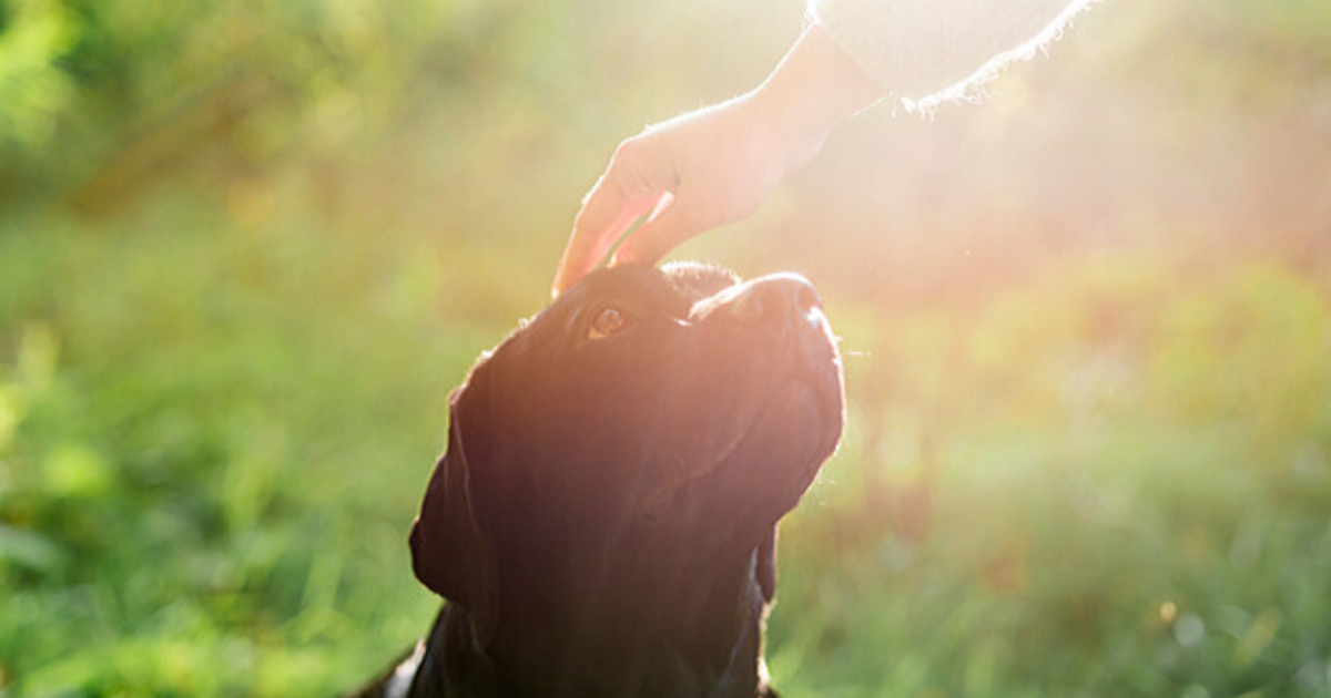 Dr. Brady Beale and the Tale of Blind Tails