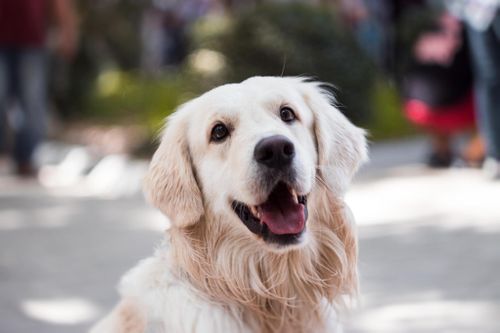 Setting—and Meeting—the Expectations of the Anxious Dog’s Owner