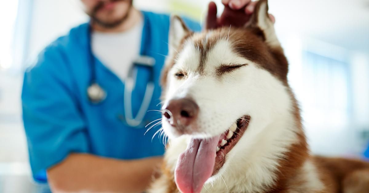 Austin Vet n’ Speaker, Dr. Vincent Wavreille