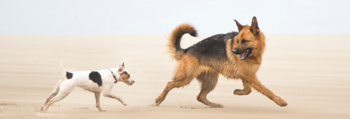 Enhance Animal Behaviour: London Vet Show's Insightful Sessions Await!