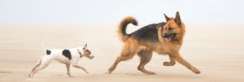 Enhance Animal Behaviour: London Vet Show's Insightful Sessions Await!