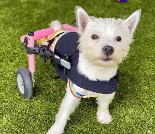 UK Dog Wins Hero Award