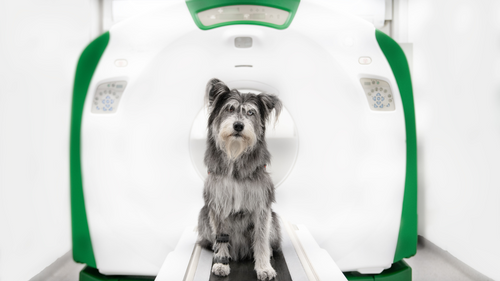 Wimba is innovative system of dogs’ orthoses and prostheses printed in 4D technology