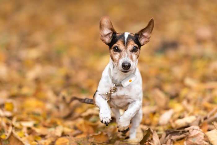 The Weenect GPS Tracker for Pets