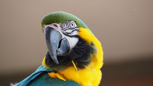 Help to combat avian malnutrition