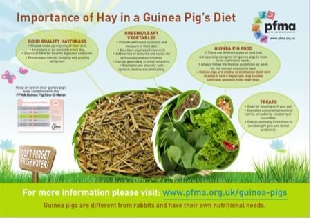 Brand new educational posters from PFMA available at London Vet Show