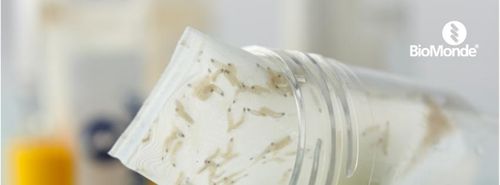Larval Therapy in practice: Veterinary wound care