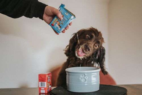 NEW supercharged smoothies to support dogs’ health, hydration, and wellbeing through all walks of life