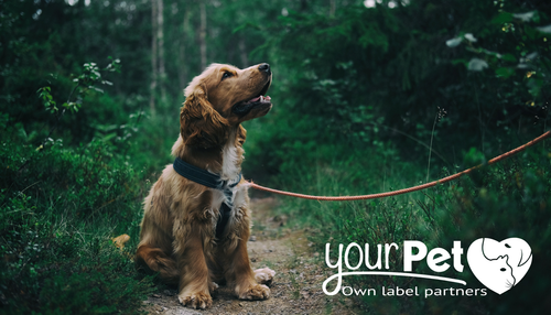 Your Pet exhibiting at London Vet Show for the first time