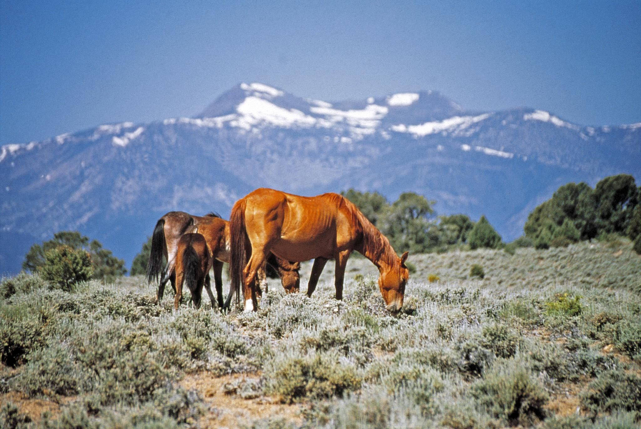 Wild Horses