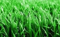 EcoGreen Lawn Care Franchise
