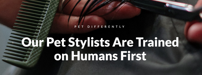 Our Pet Stylists Are Trained on Humans First