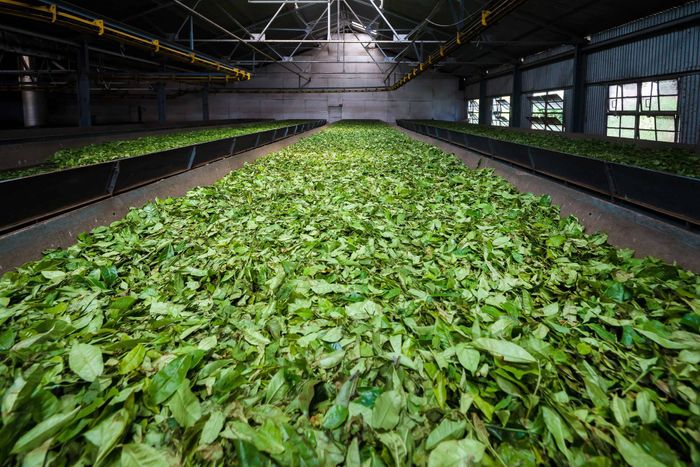 African tea processing industry seeks sustainability and efficiency improvements with DCO Systems