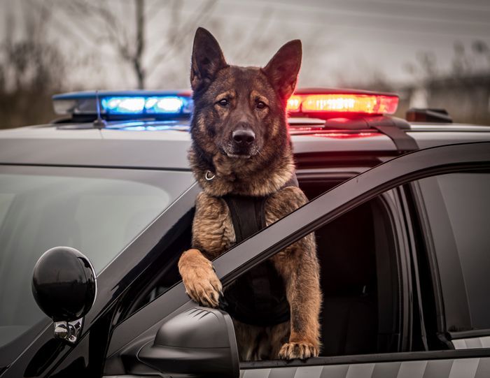 Dubai police cheap k9 unit