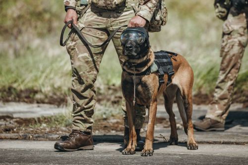 £3m To Keep Man's Best Friend On Battlefield Safe