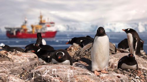 Royal Navy helps protect penguins in the Antarctic