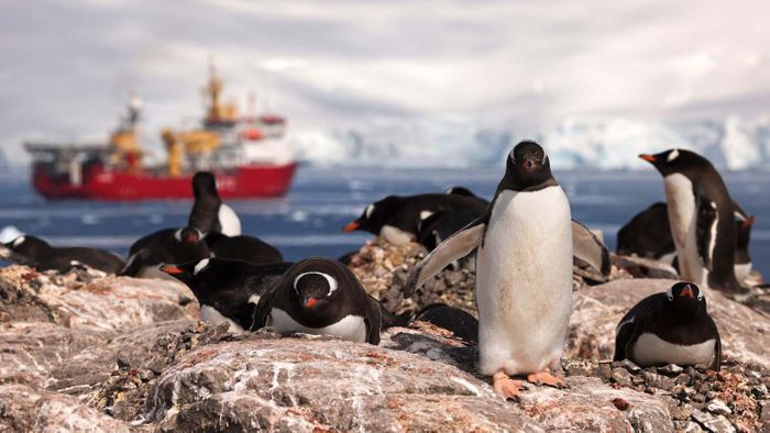 Royal Navy helps protect penguins in the Antarctic