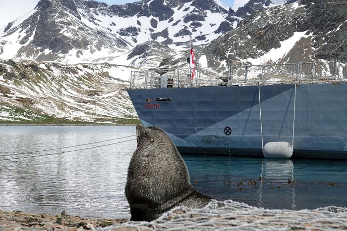 Navy helps scientists confirm arrival of bird flu in Antarctic wildlife paradise