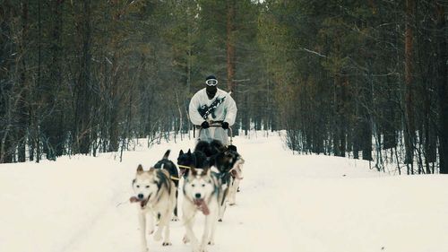 Commandos look to huskies on the Arctic battlefield