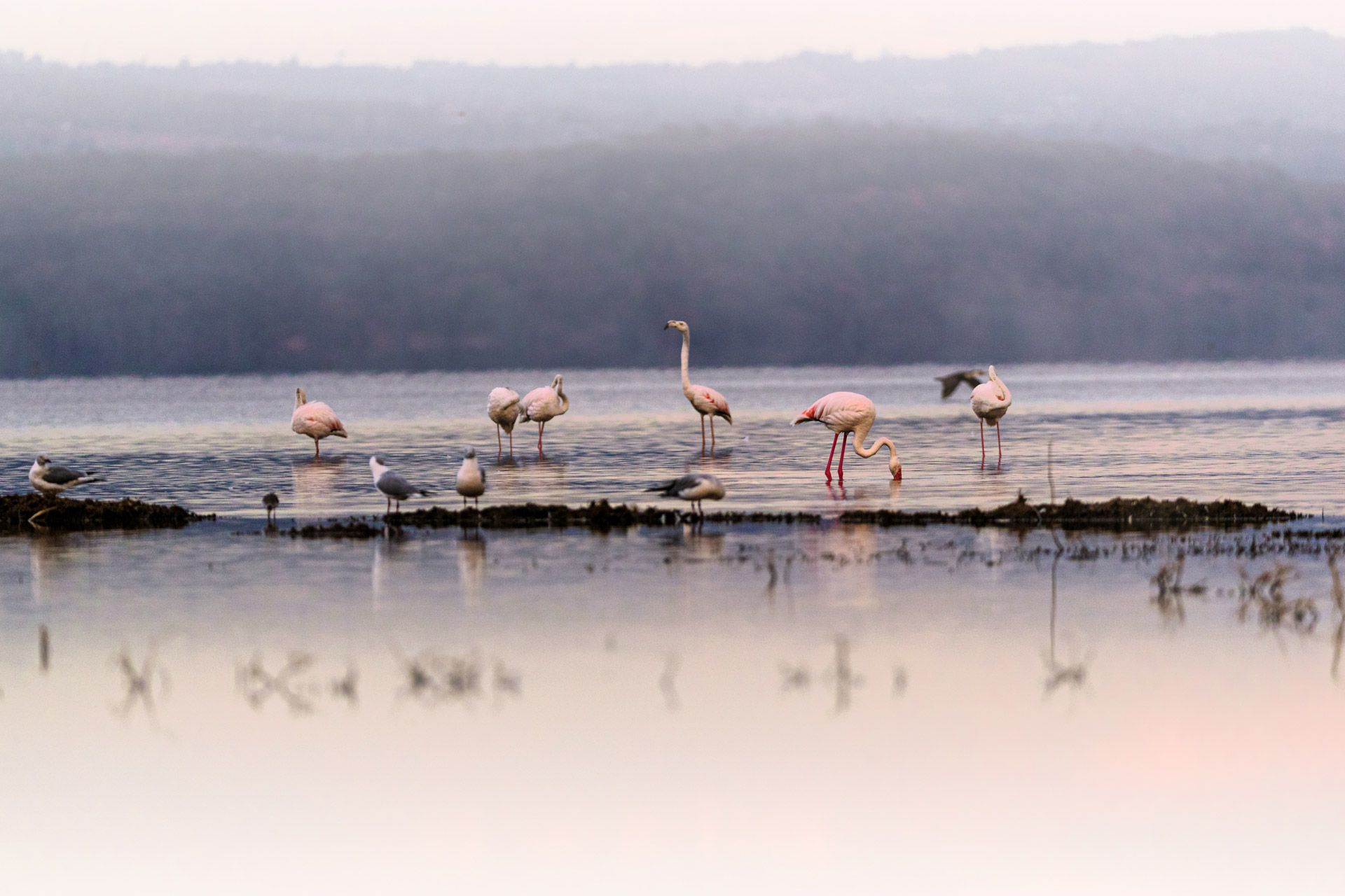 Day Trip to Lake Nakuru National Park Day Trip