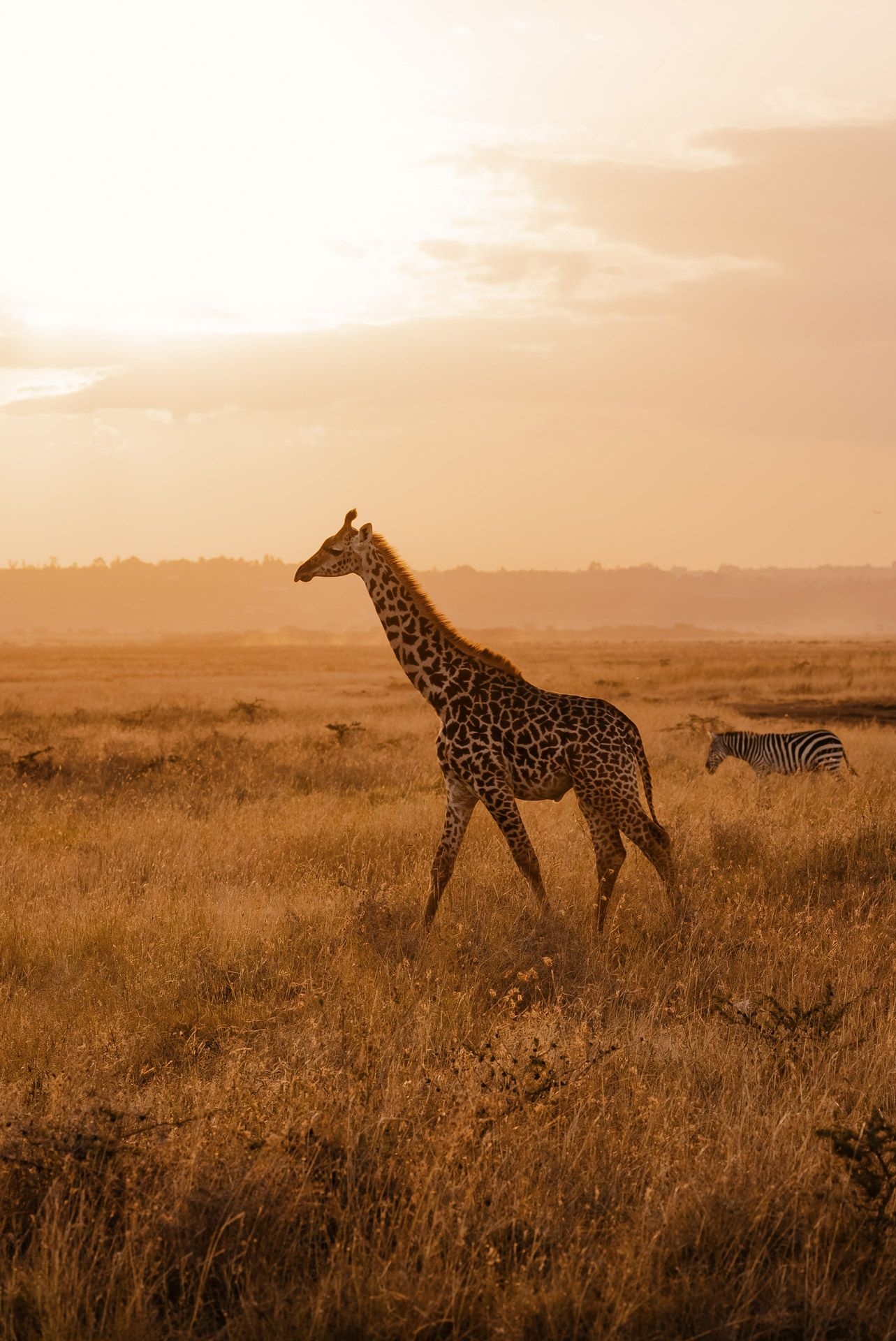 Day Trip to Nairobi National Park