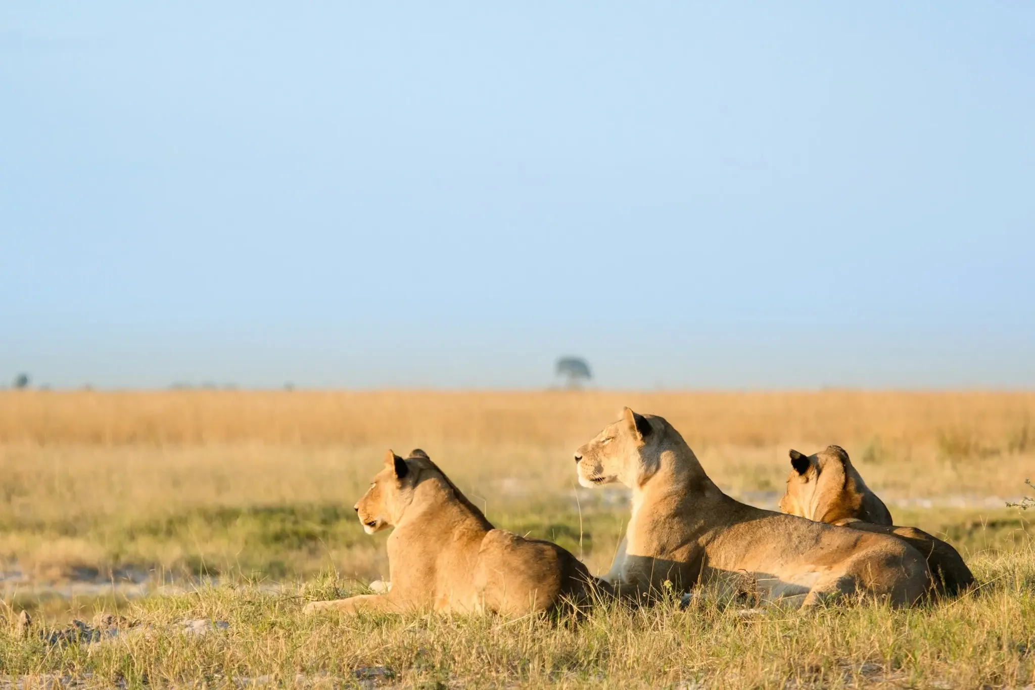Three female lions resting together in the dry grass under warm sunlight in an open African savanna landscape.