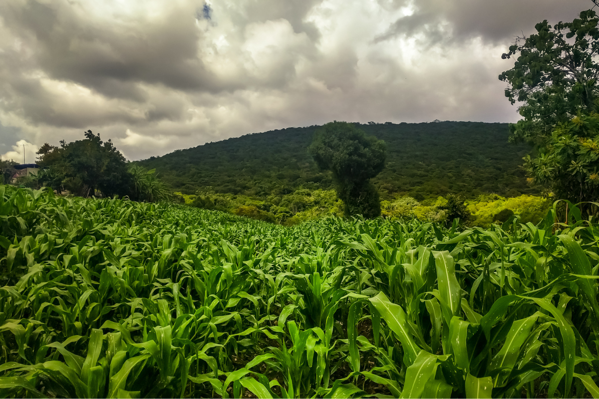 Rural connectivity in Mexico