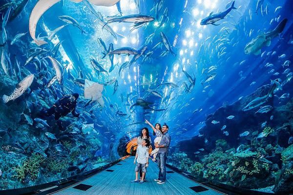 Swim with Sharks