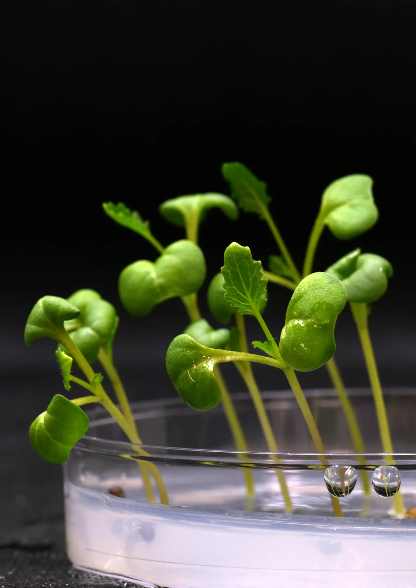 Can food crops grow in the dark? Scientists are working out how.
