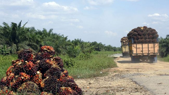 PepsiCo asks suppliers to avoid buying palm oil from major producer in Indonesia