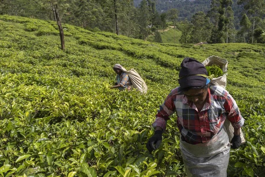 Sri Lanka’s Organic Farming Setback, Explained