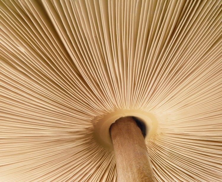 How mycelium innovation is ‘unlocking the potential of the fungi kingdom’