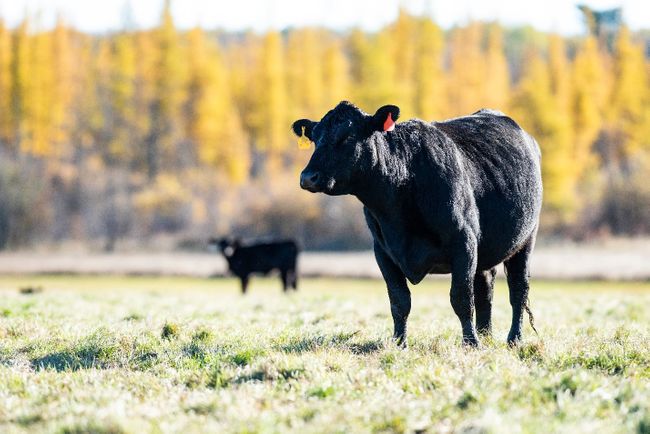 Beef has a sustainability problem. What's the fix?