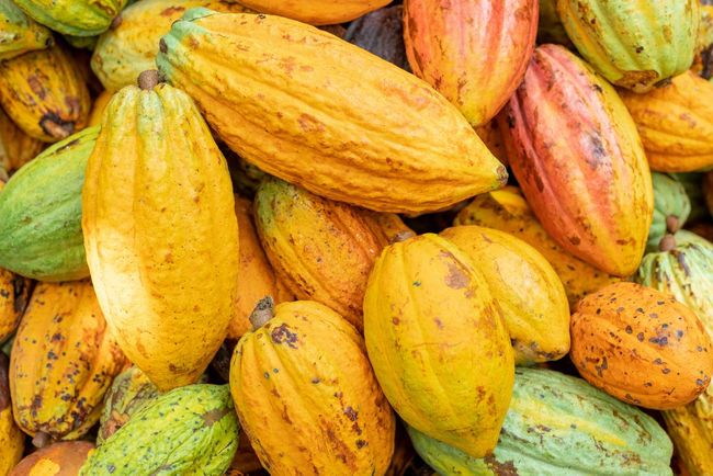 Koa nets US$10M to scale upcycled Ghanaian cocoa fruit