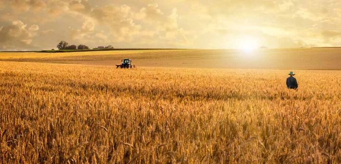 Brief: Nestlé aims to transition 100,000 acres of its wheat supply chain to regen ag