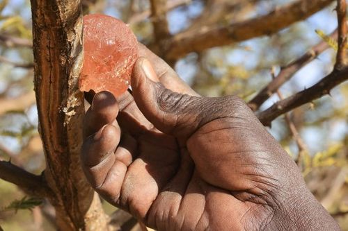 Key Ingredient in Coca-Cola, Chocolate and Red Wine Is Caught Up in Sudan Crisis