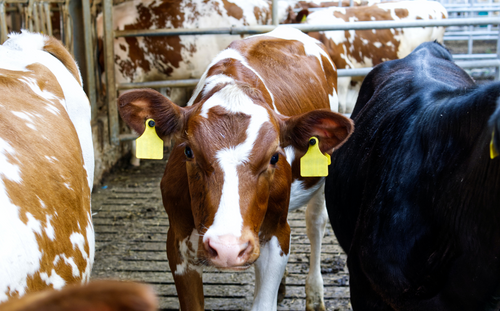 Tetra Pak leads Dairy Processing Task Force