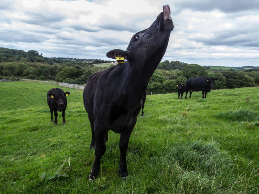 Finnebrogue partnership to create cultivated wagyu beef burgers