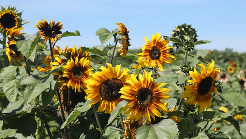 Researchers Develop 'Vegan Meat' Based on Sunflower Flour