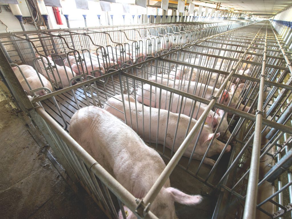 By 2024, the World's Largest Food Service Provider Will No Longer Use Gestation Crates