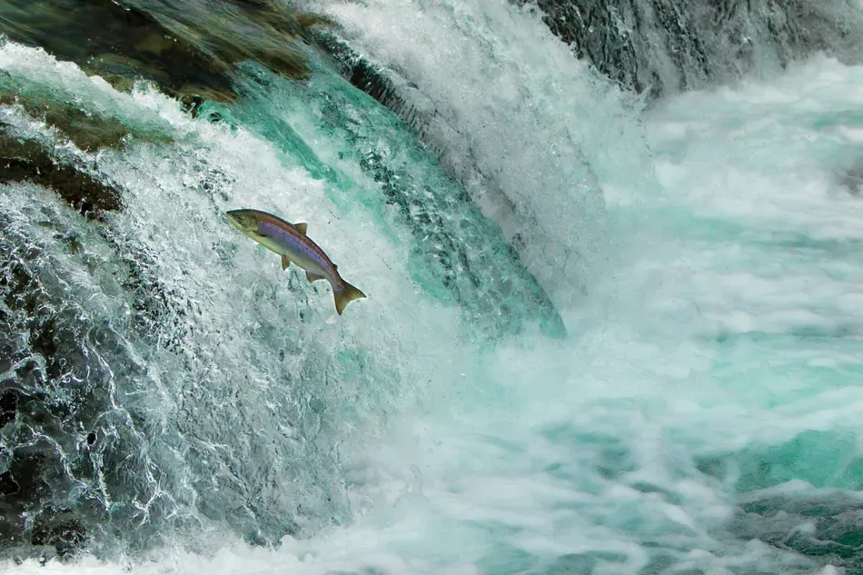 $1 million grant awarded to advance alt-salmon fillets