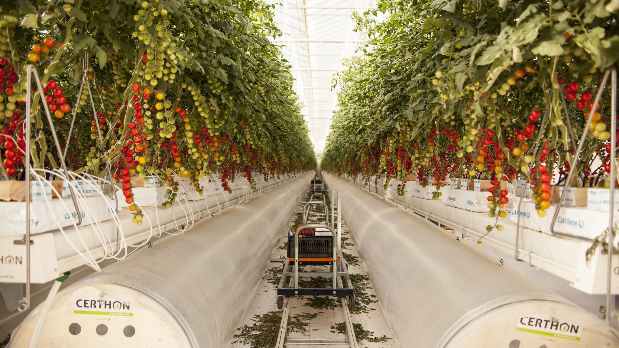 Pure Harvest