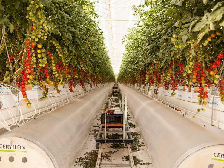 UAE's agri-business firm gets a $100m seeding