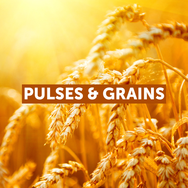 Pulses & Grains bannre sctor
